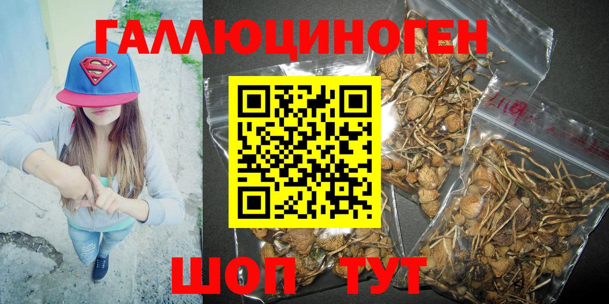 Галлюциногенные грибы Psilocybe  купить   Павлово 