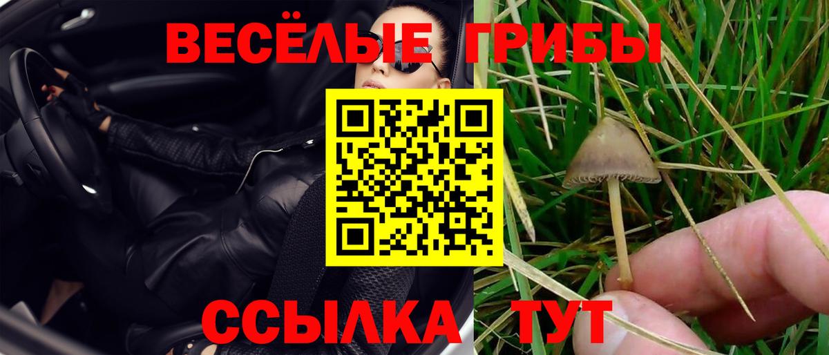 Павлово  Галлюциногенные грибы Magic Shrooms  Вход с VPN  Галлюциногенные грибы Psilocybine cubensis 